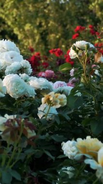 Bahçecilik firması. Gül tarlası. Tarım işletmesi. Çiçekler. Yeni gül çeşitleri.