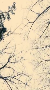 Kış gökyüzü arka planı dalı vardır kar, bir görünüm ağaçların aşağıdan yukarı doğru hareket halinde.