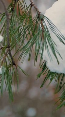 yakın çekim, kış orman arka plan üzerinde çam iğneleri çam dalları üzerinde gösterilir, kar dalları üzerinde yatıyor