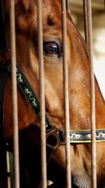 yakın çekim, at namlu ile akıllı, büyük siyah gözleri, istikrarlı. kahverengi bir genç yakışıklı at, safkan bir aygır doğrudan fotoğraf makinesine benziyor. At yakın çekim.