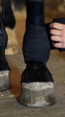 Atın bacağını saran genç bayan. Safkan siyah bir atın bacağındaki siyah bandajların yakın çekimi. At bacakları bandaj mercekleriyle korunur..