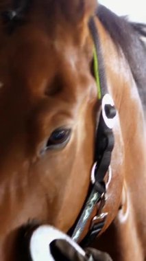 istikrarlı, giysi sürme içinde bir kız binici özel bir fırça ile bir tarak temizler onun kahverengi genç güzel at, safkan aygır