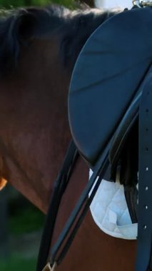 bir genç kız, bir binici bir jokey stirrups eyer üzerinde ayarlar, bir at binicilik dersi için hazırlar