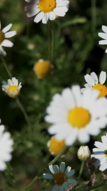 yakın çekim, papatya sallanan rüzgar, yaz, gün.