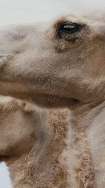 yakın çekim, baş, deve yüz gökyüzüne karşı