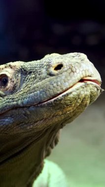 Komodo Dragon. yakın çekim, bir kertenkele büyük kertenkele, Komodo Adası üzerinden dilini koymak
