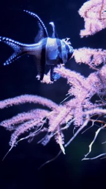 yakın çekim, güzel çizgili balık pembe, shaggy yosun arasında yüzme.