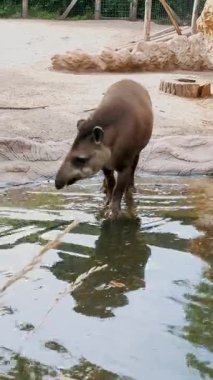 Hayvanat bahçesinde bir sıcak yaz gününde tapir yakınındaki bir su birikintisi su içecek su yürür,
