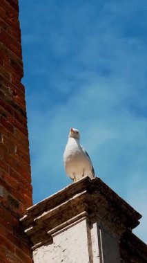 Yapayalnız martıların yakın plan görüntüsü mavi gökyüzüne karşı bir binanın tepesinde duruyor. San Marco Meydanı 'nda, bir yaz gününde.