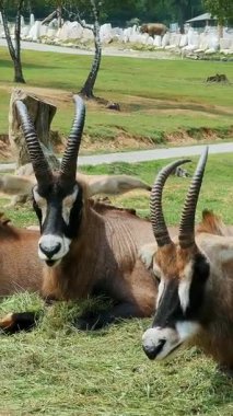 SAFARI hayvanat bahçesinde araba yolculuğu. Kahverengi dağ keçileri, antiloplar, farklı keçiler yeşil çimlerin üzerinde. artiodactyl 'ler. Otçullar.