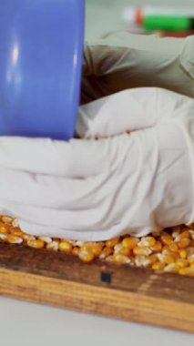 Mısır tohumları laboratuar araştırmaları. farklı tür, seçim Mısır çeşitleri örnekleri. Laboratuvar analiz ve tahıl alanından tanı. Mısır ekimi.