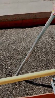 Cherkasy, Ukrayna - 24 Ağustos 2018: kadın, çalışan tarım Atılgan, tahıl ve ayçiçeği tohumu tüp laboratuvar analiz örnekleri alır.