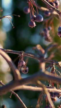 yakın çekim. kar ile pudra bir elma ağacının çıplak dalları üzerinde cennet elma kurutulmuş. kış, soğuk, karlı, güneşli bir gün.