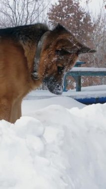 Büyük Alman köpek, bir çoban, çalış ve büyük bir rüzgârla oluşan kar yığını içinde eğlenceli vardır. yüzünü karla kaplı. mutlu.