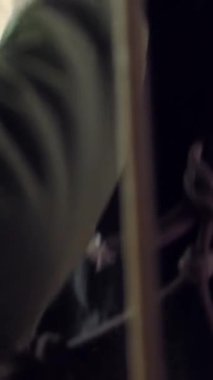 Ahırda at siyah bir adam bir safkan için bakım. at kılı ile özel bir fırça fırçalar, taraklar onun yele