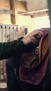 Ahırda, bir adam bir safkan, siyah at binme için bir eyer takılır.