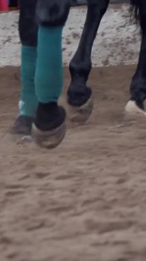 At eğitimi. Yakın plan, toynaklar, kumda koşan bir atın bacakları. Atın ön bacakları özel bir bandajla bağlanmış.