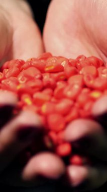 Yakın plan, dişi avuçlarında bir avuç kırmızı mısır çekirdeği. Renkli mısır taneleri, mısır filizlendirme tahıllarını geliştirmek ve verim kapasitesini artırmak için çeşitli hazırlıklarla tedavi edilir..