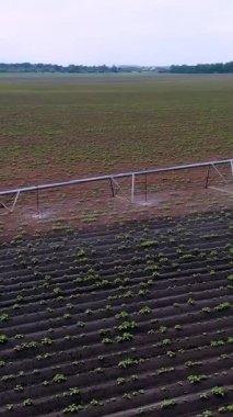 Patatesler tarlada yetişir, özel bir sulama pivot fıskiyesiyle sulanır. Tarlada dikilmiş küçük yeşil patates çalılarını suluyor. Ilık bahar günü, havacılık videosu.