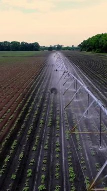 Patatesler tarlada yetişir, özel bir sulama pivot fıskiyesiyle sulanır. Tarlada dikilmiş küçük yeşil patates çalılarını suluyor. Ilık bahar günü, havacılık videosu.