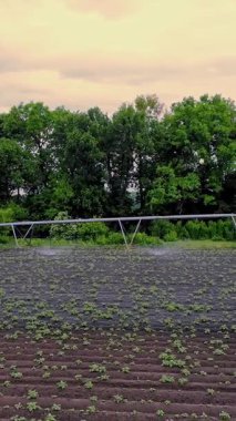 Patatesler tarlada yetişir, özel bir sulama pivot fıskiyesiyle sulanır. Tarlada dikilmiş küçük yeşil patates çalılarını suluyor. Ilık bahar günü, havacılık videosu.