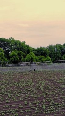 Patatesler tarlada yetişir, özel bir sulama pivot fıskiyesiyle sulanır. Tarlada dikilmiş küçük yeşil patates çalılarını suluyor. Ilık bahar günü, havacılık videosu.