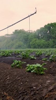 Yakın plan. Patatesler tarlada yetişir, özel bir sulama pivot fıskiyesiyle sulanır. Tarlada dikilmiş küçük yeşil patates çalılarını suluyor. Ilık bahar günü,