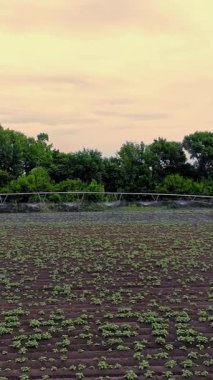 Patatesler tarlada yetişir, özel bir sulama pivot fıskiyesiyle sulanır. Tarlada dikilmiş küçük yeşil patates çalılarını suluyor. Ilık bahar günü, havacılık videosu.