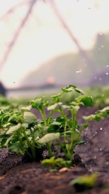 Yakın plan. Küçük yeşil patates çalıları toprakta, sıra sıra, tarımsal alanda, özel bir sulama pivot fıskiye sistemiyle sulanır. Patates yetiştiriyorum. Ilık bahar günü,