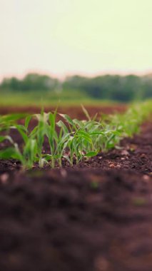 Mısır tarlası, genç mısır bitkileri, verimli, nemli toprakta fideler, ılık bahar günü, tarım alanında mısır yetiştirme