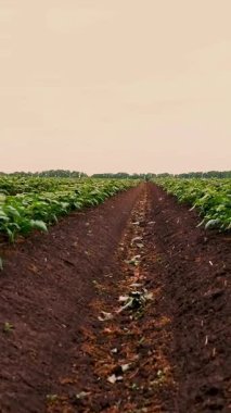 patates tarlaları. Çiftlikte sıra sıra genç patates çalıları yetişir. Genç yeşil patates filizleri tarlada yetişiyor. Tarım. Tarım. organik, seçici sebzeler