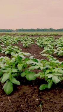 patates tarlaları. Çiftlikte sıra sıra genç patates çalıları yetişir. Genç yeşil patates filizleri tarlada yetişiyor. Tarım. Tarım. organik, seçici sebzeler