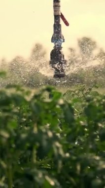 yakın çekim, özel sulama sistemi yeşil patates çalıları üzerine su serpiştirir. Yağış su damlaları, sprey yeşil yaprakları üzerinde sinek. çiftlik alanlarında patates yetiştirme ve sulama