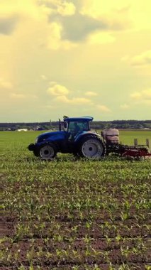 büyük traktör genç bir mısır ile alanında sürmek . mısır bitkileri satır lar arası işleme süreci. Gün Batımında. Bahar.