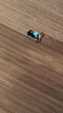 aero, üst görünüm. büyük traktör genç bir mısır ile alanında sürmek . mısır bitkileri satır lar arası işleme süreci. Gün Batımında. Bahar.