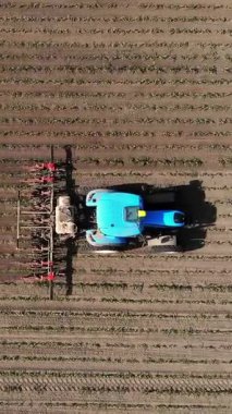 aero, üst görünüm. büyük traktör genç bir mısır ile alanında sürmek . mısır bitkileri satır lar arası işleme süreci. Gün Batımında. Bahar.