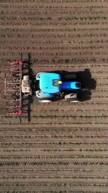 aero, üst görünüm. büyük traktör genç bir mısır ile alanında sürmek . mısır bitkileri satır lar arası işleme süreci. Gün Batımında. Bahar.