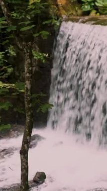 Yeşil bir ormanın ortasında küçük bir şelale. yaz günü .