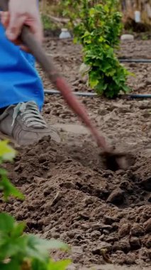 Çiftçi, tohum ekmek için bezeli çukur kazıyor. Bahar güneşli bir gün. Bahçe malzemeleri. Eko çiftliği. Evde bahçıvanlık. Çiftçilik ve tarım.