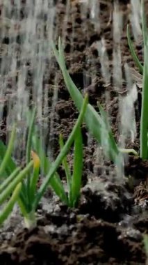 Yakın plan, sulu taze taze soğanlar, bahçedeki topraktan filizlenmiş. Bahar güneşli bir gün. Evde bahçıvanlık. Eko çiftliği. Çiftçilik ve tarım.