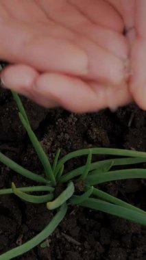 Bahçedeki topraktan filizlenen taze yeşil soğanlar, ellerden ve palmiyelerden sulanır. Bahar güneşli bir gün. Evde bahçıvanlık. Eko çiftliği. tarım ekimi.