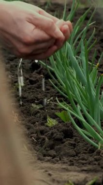 Bahçedeki topraktan filizlenen taze yeşil soğanlar, ellerden ve palmiyelerden sulanır. Bahar güneşli bir gün. Evde bahçıvanlık. Eko çiftliği. tarım ekimi.