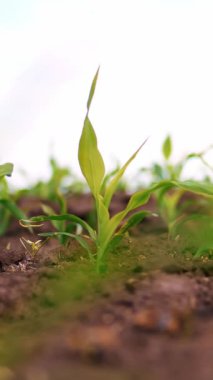 Yakın plan. Tarlada ekilmiş taze soğanlar yetişiyor. Genç yeşil filizler topraktan çıkıyor, toprak. Bahar. tarım, organik tarım.