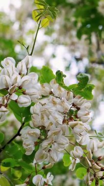 Yakın plan. Tarlada ekilmiş taze soğanlar yetişiyor. Genç yeşil filizler topraktan çıkıyor, toprak. Bahar. tarım, organik tarım.