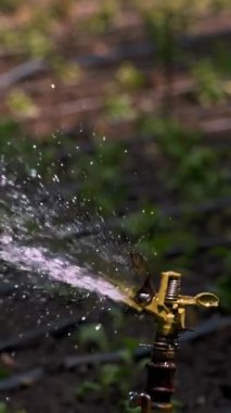 Yakın plan. Su püskürtücü. Park alanındaki sulama sistemi. Bahçedeki çiçekleri sulamak, park etmek. Yaz güneşli bir gün