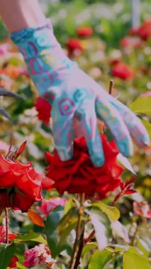 Yakın plan. Eldivenli bir bahçıvan gül tomurcuklarını keser. Gülleri büyütmek ve büyütmek. Bahçecilik. Sera, bahçe konsepti..