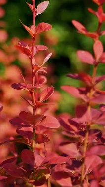 Yakın plan. Çiçek saksılarında küçük kırmızı böğürtlenler, bir bahçe merkezinde ya da serada, satılık. Bahçe bitkileri Çiçekçilik, çiçekçilik, bahçıvanlık, bahçecilik.