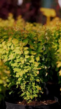 Yakın plan. Küçük yeşil böğürtlenler çiçek saksılarında, bir bahçe merkezinde ya da serada, satılık. Bahçe bitkileri Çiçekçilik, çiçekçilik, bahçıvanlık, bahçecilik..