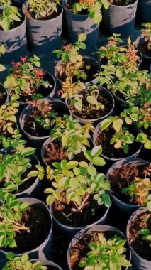 Üst Manzara. Çiçekçide ya da bahçe dükkanında satılmak üzere plastik saksılarda farklı türde gül fideleri. İş ve alışveriş. Çiçekçilik, bahçıvanlık.