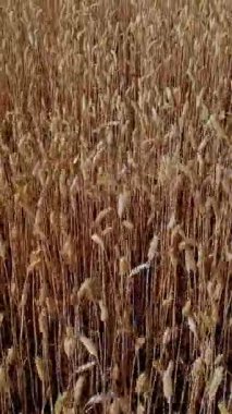 Aero, üst manzara. Güzel, altın buğday tarlası. Olgun dikenler rüzgarda sallanıyor.